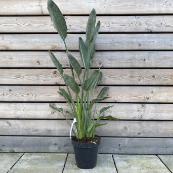 Strelitzia Reginae (Strelícia kráľovská) kont. C18L, výška: 80-100 cm 